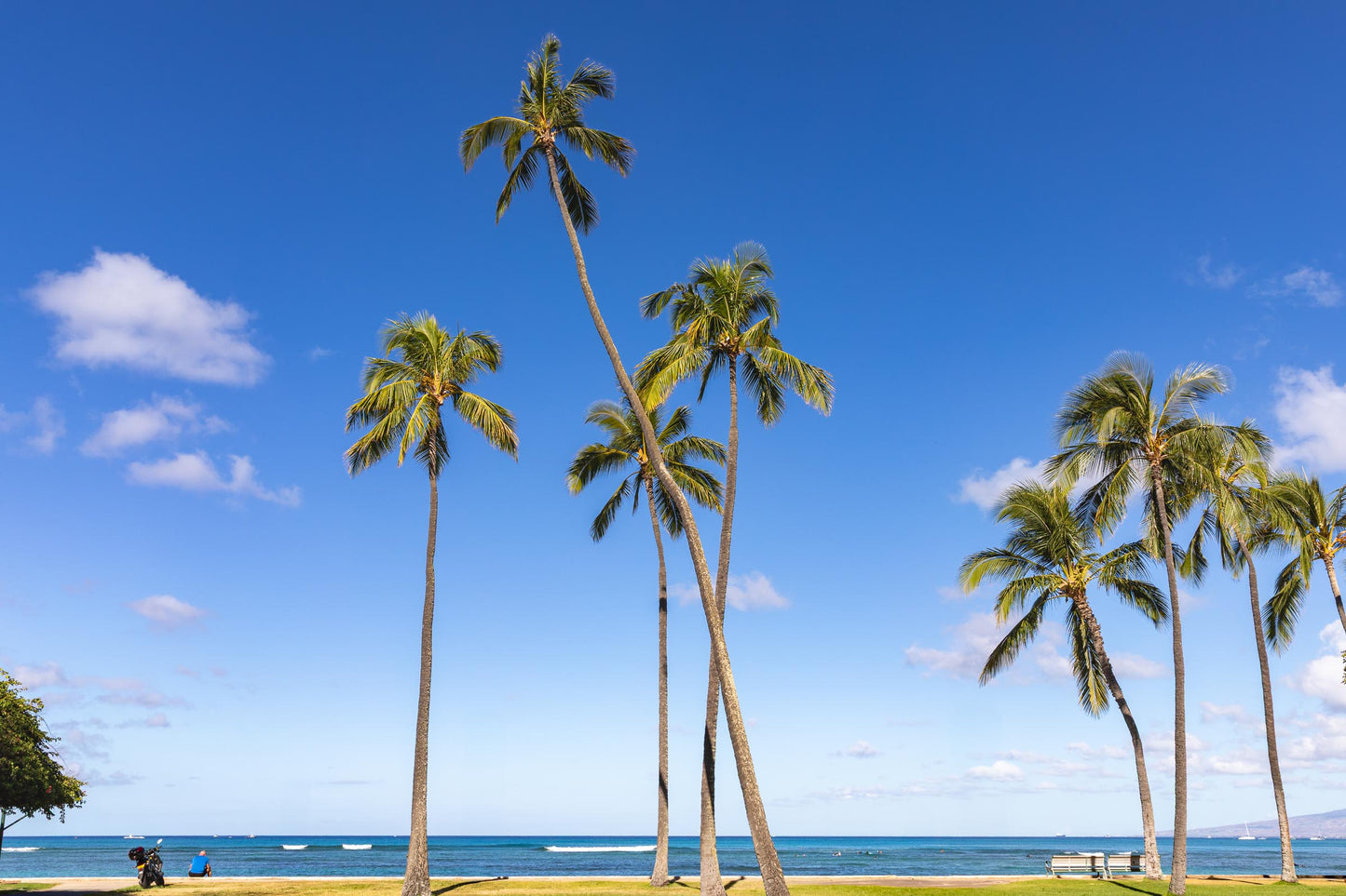 Hawaii Pacific Ocean view with a clear blue sky and palm trees