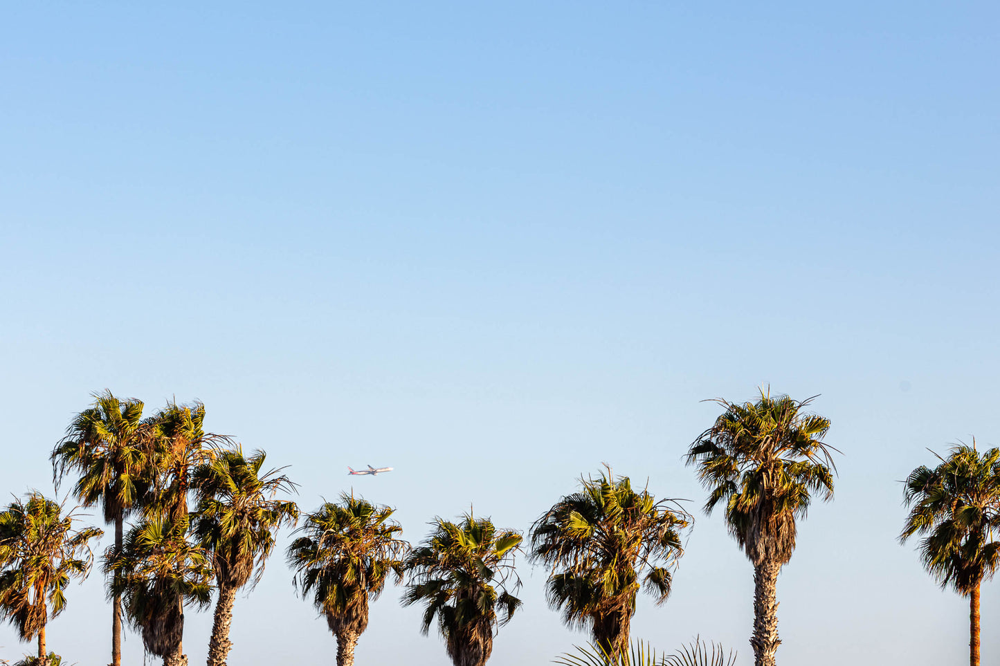Los Angeles palm trees against a clear sky with airplane passing overhead