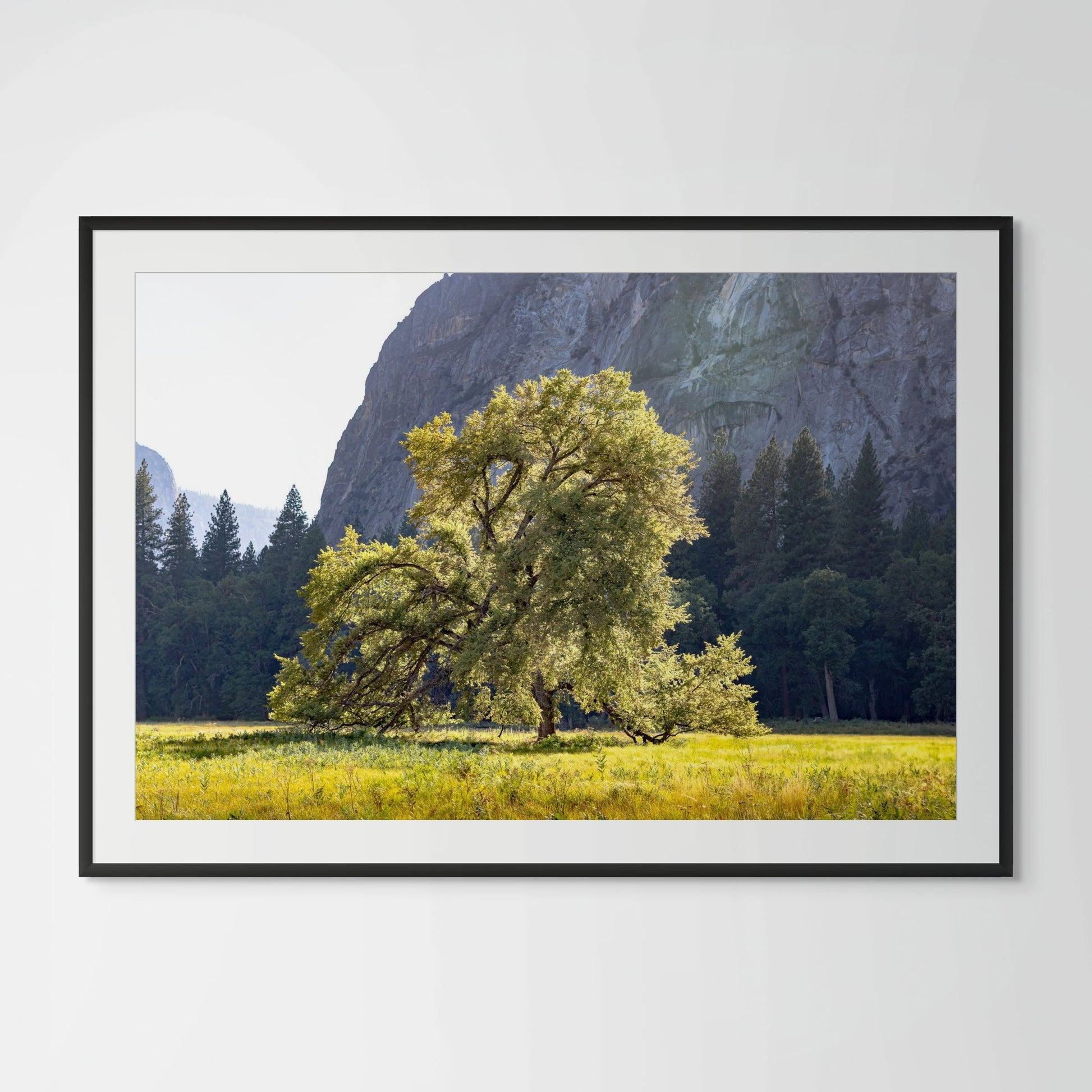 Yosemite valley oak tree framed photography print in black wood frame with white mat
