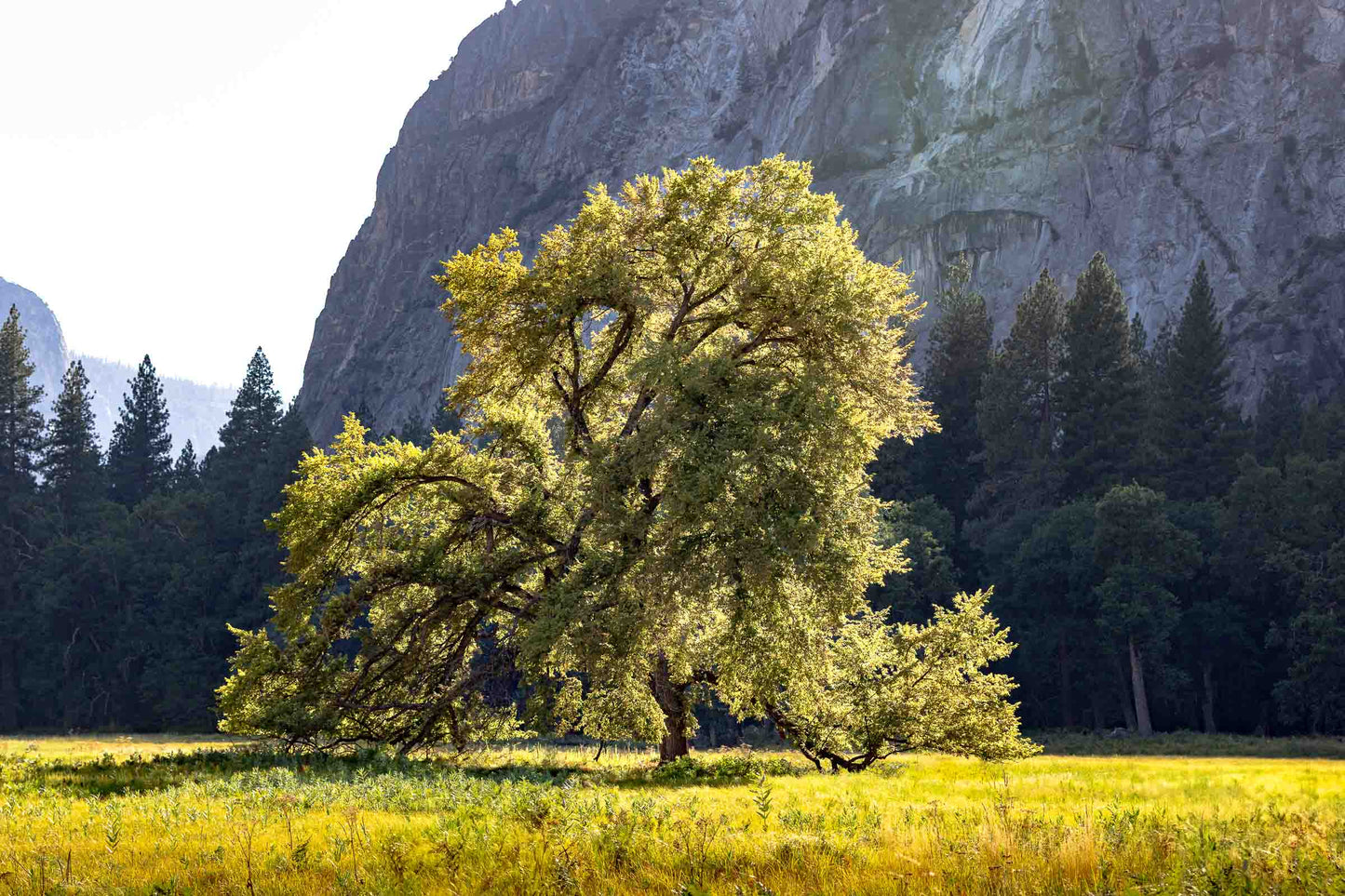Majestic valley oak tree in golden light at Yosemite National Park California